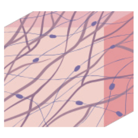 Dermis